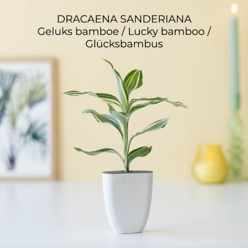 Trægave med Tiny Tony’s - Bild 2